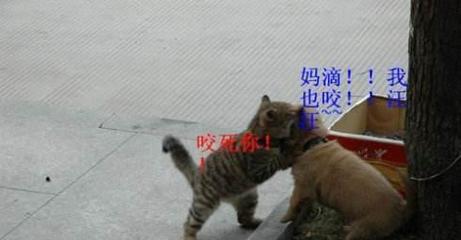 防水市場黑幕:防水材料為啥價格差那么多?